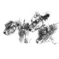 Cows feeding