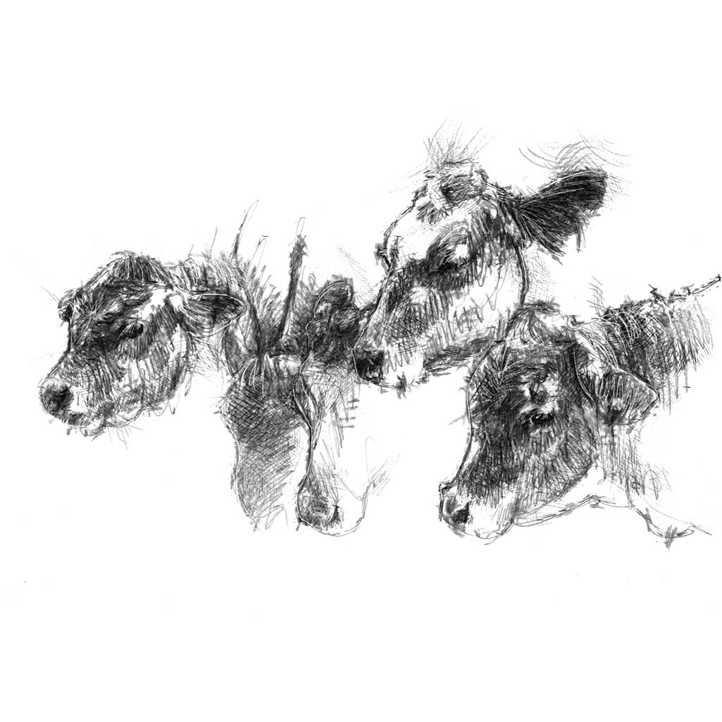 Cows feeding