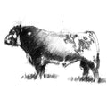 Hereford bull