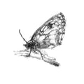 Wall butterfly