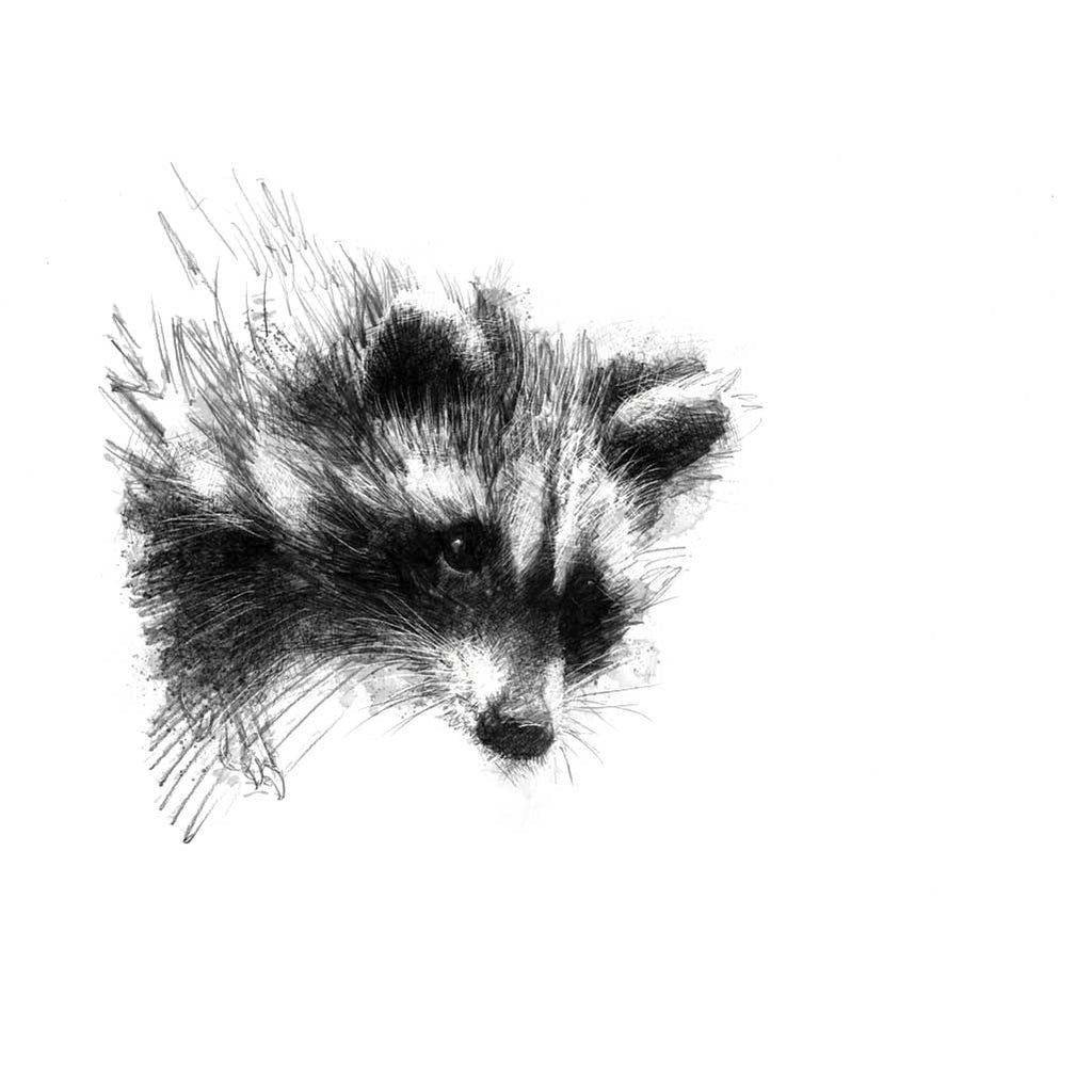Raccoon