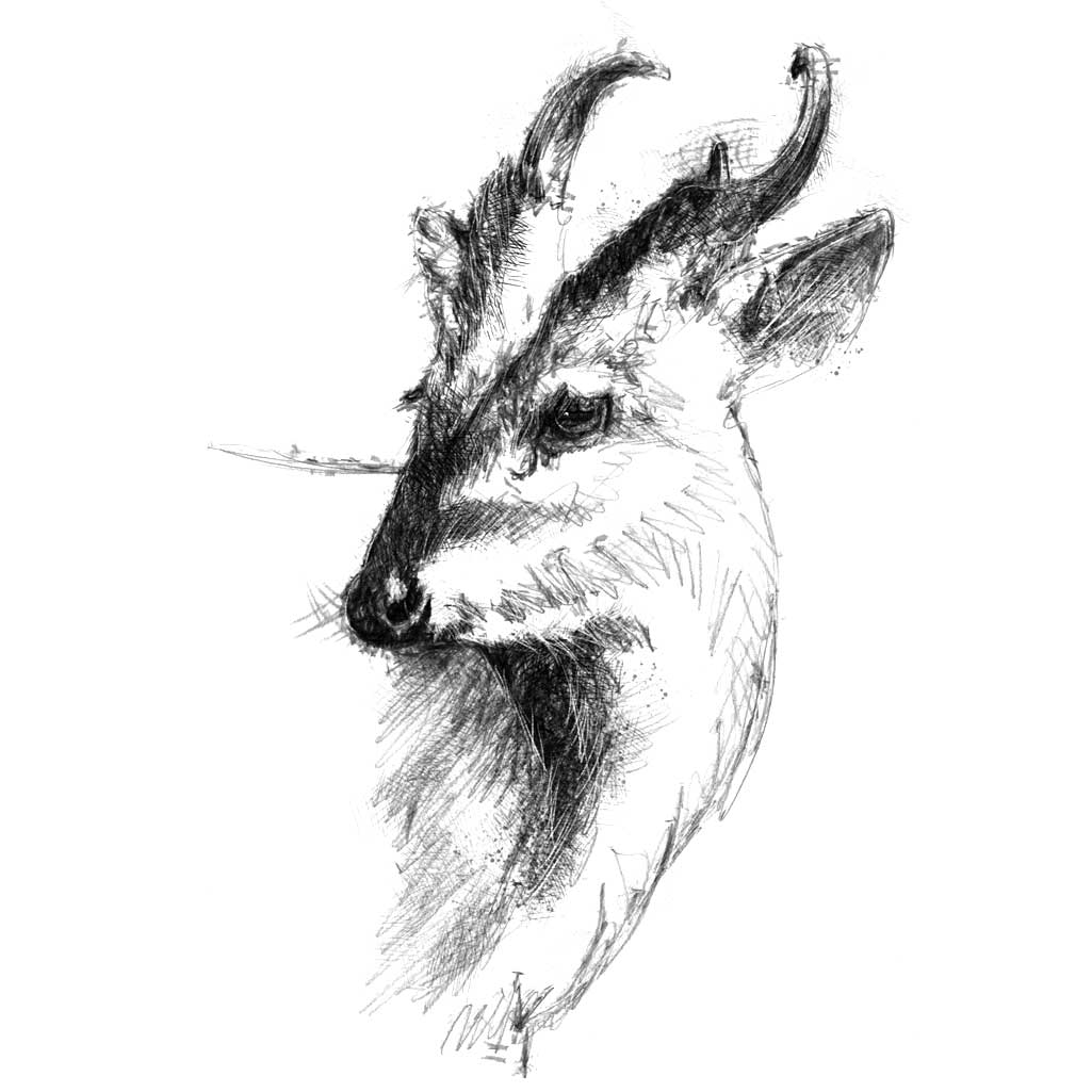 Muntjac deer