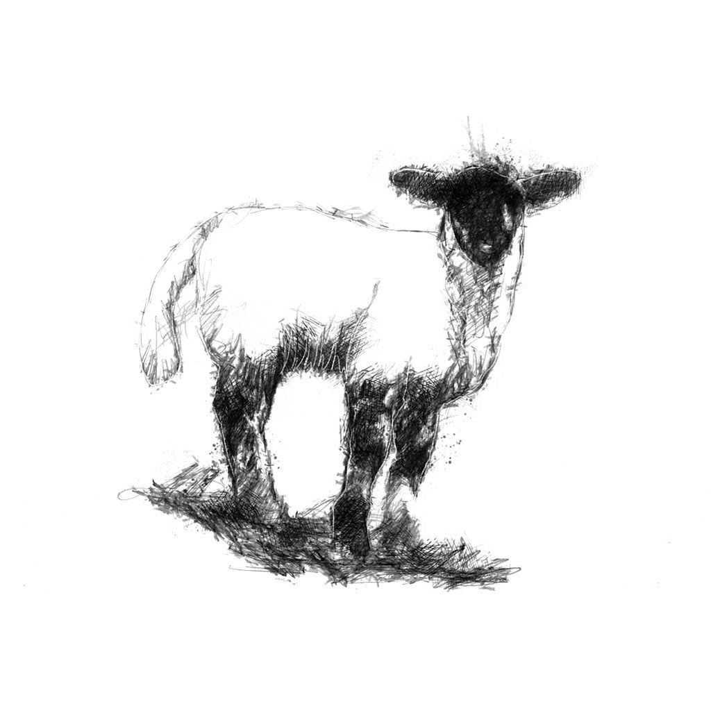 Lamb