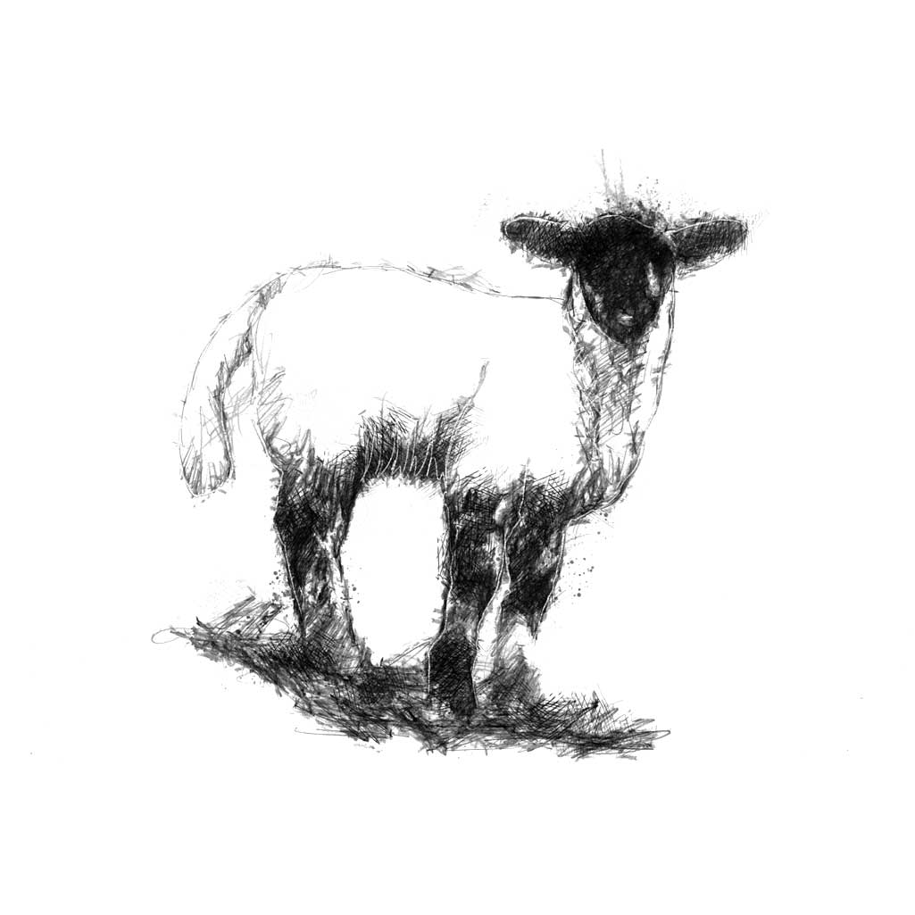 Lamb
