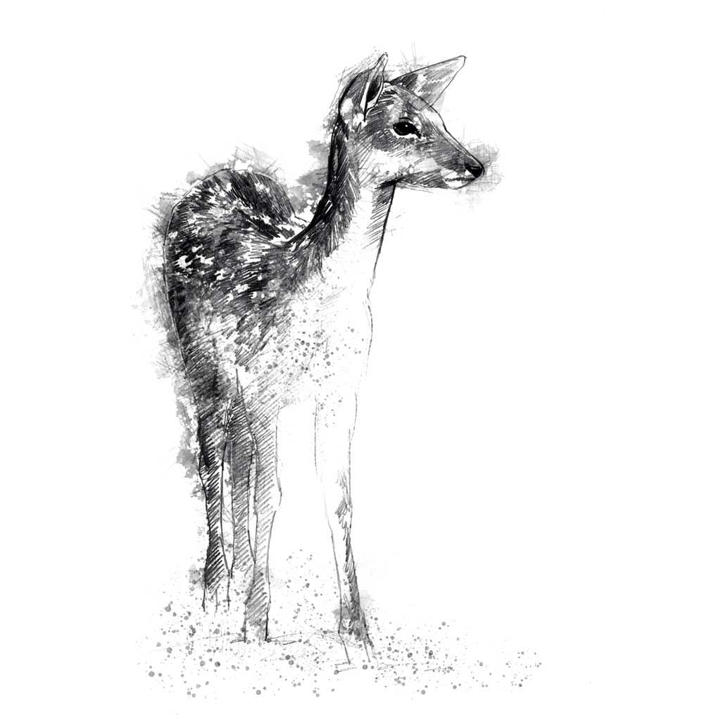 Fallow doe