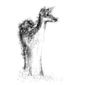 Fallow doe