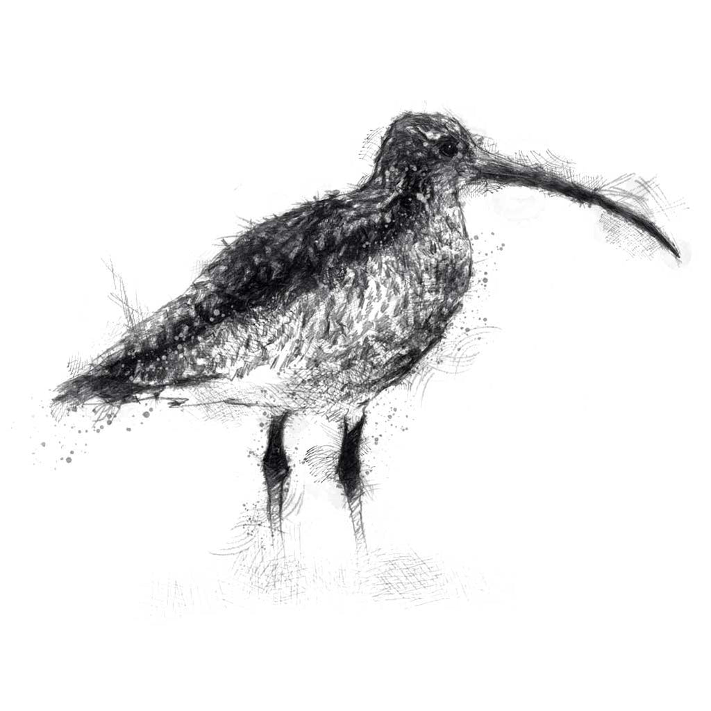 Curlew