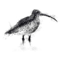 Curlew