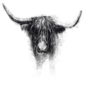 Highland cattle
