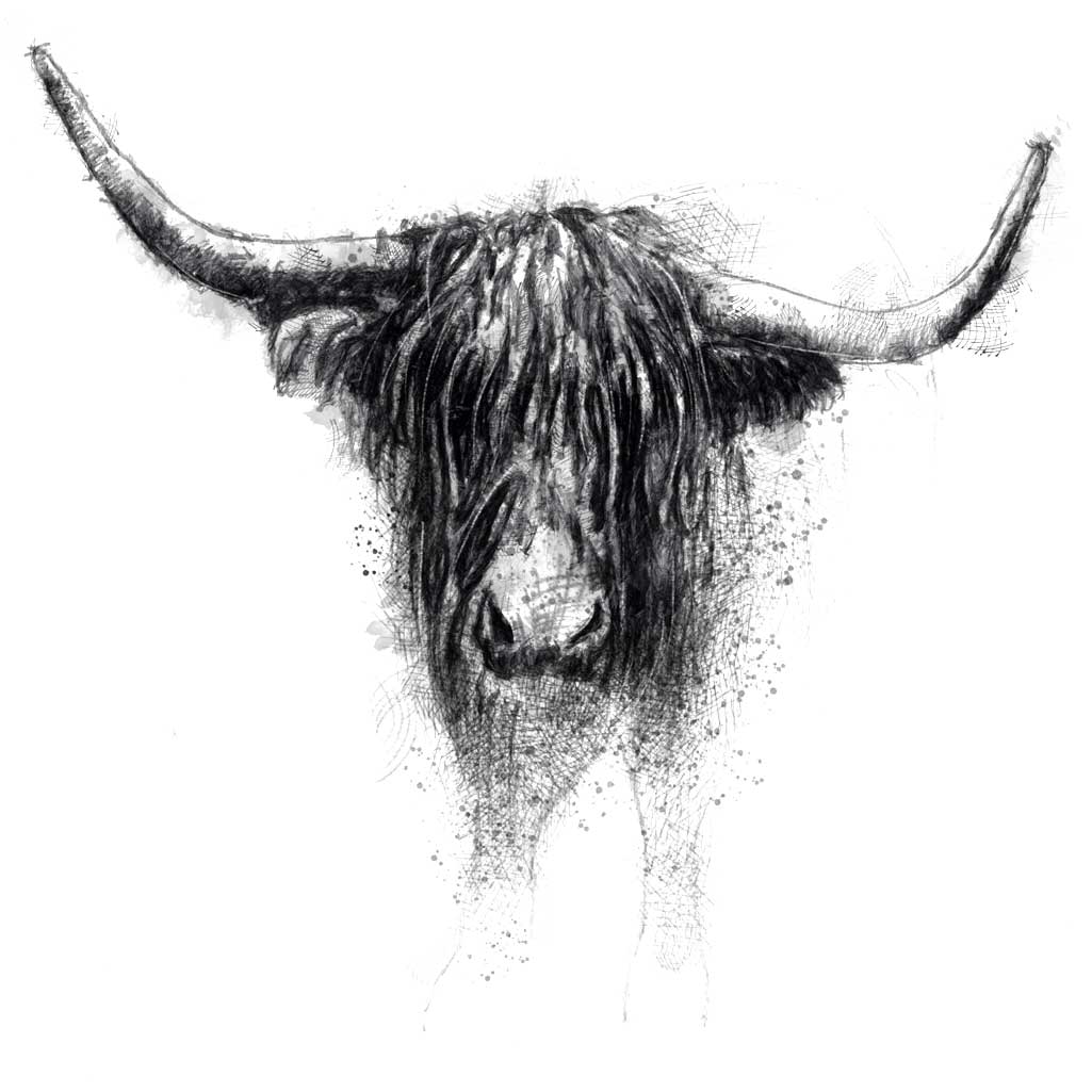 Highland cattle