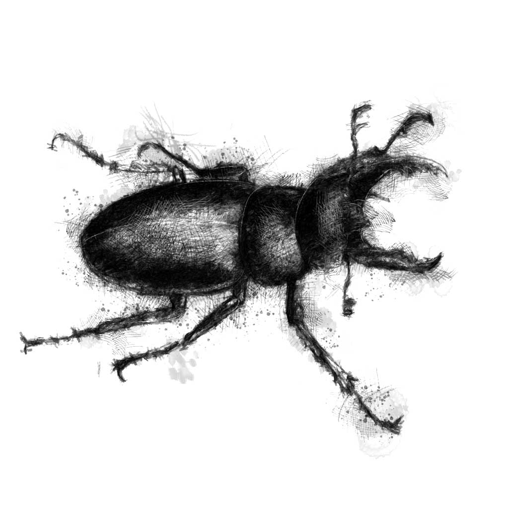 Stag beetle
