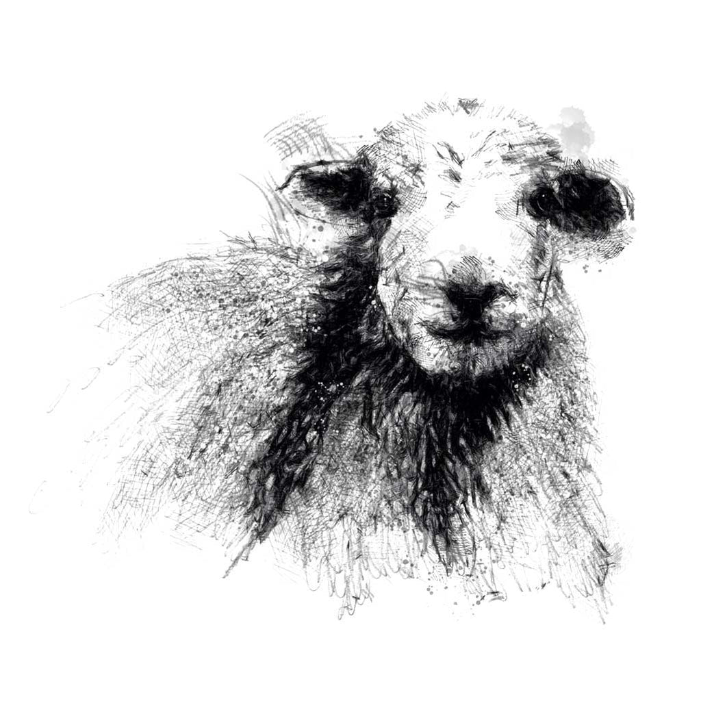 Herdwick sheep
