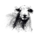 Herdwick sheep