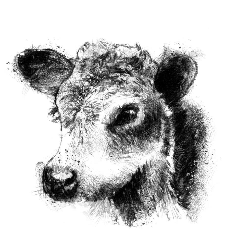 Hereford calf