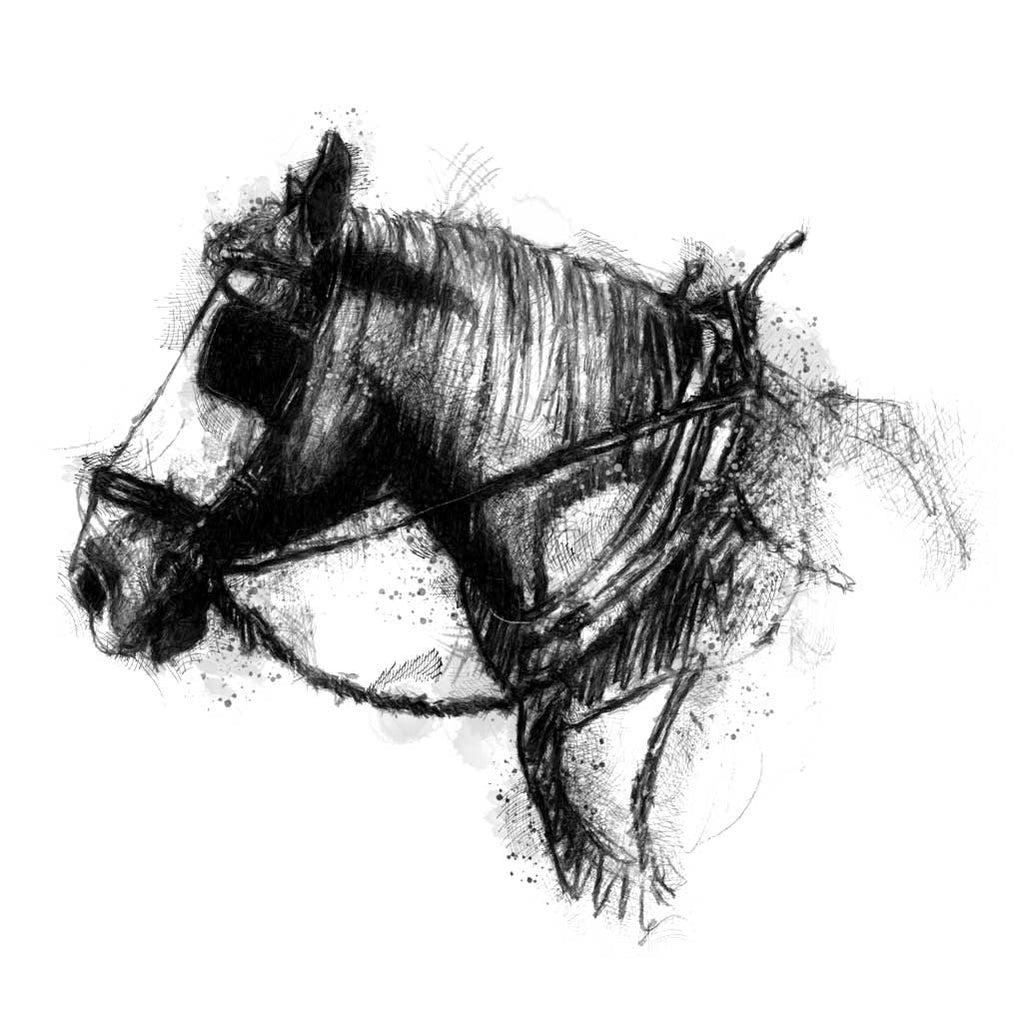 Dray horse