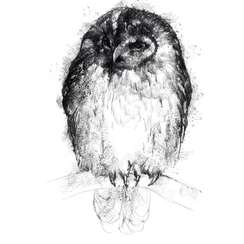 Tawny owl