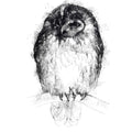 Tawny owl