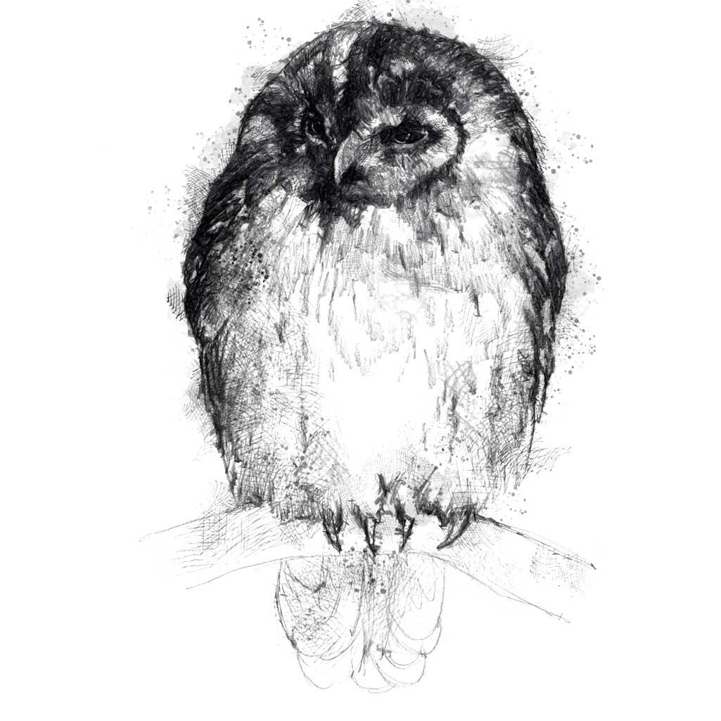 Tawny owl