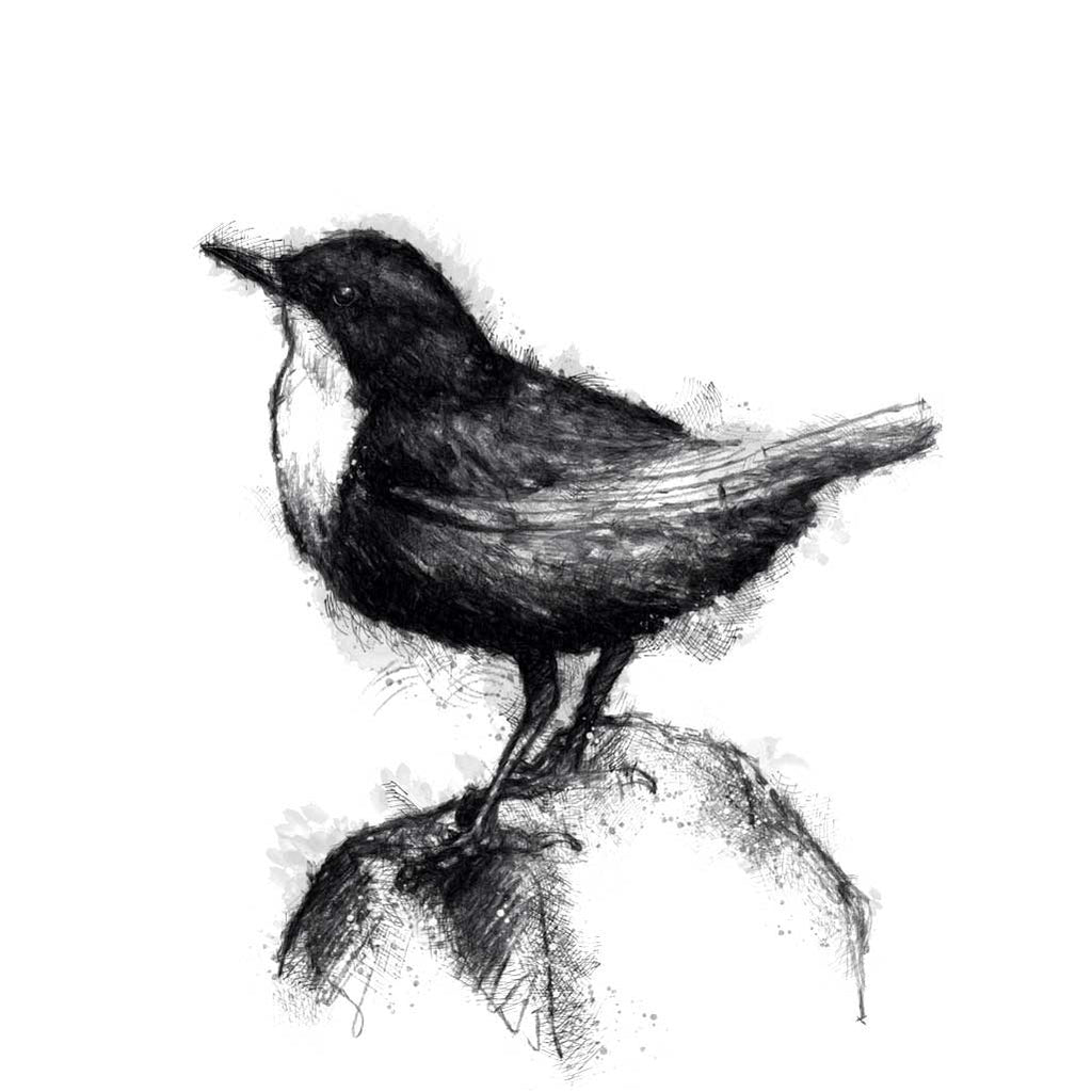 Dipper bird