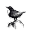 Dipper bird