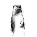 British otter