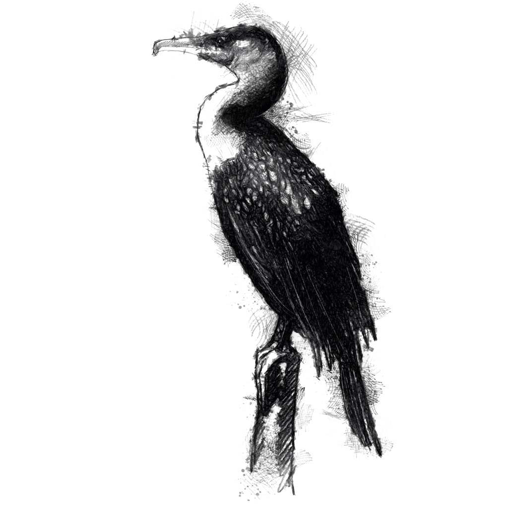 Cormorant