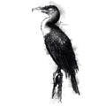 Cormorant