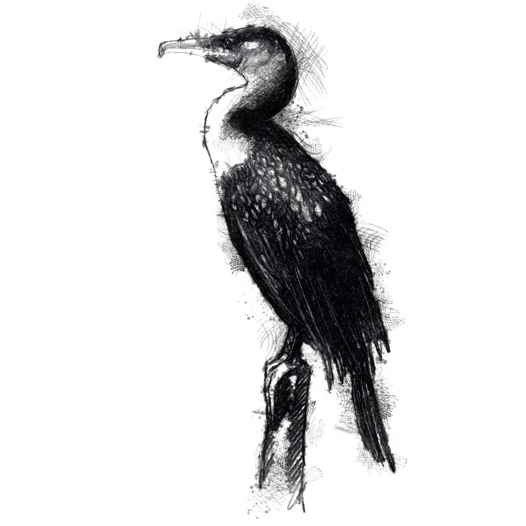 Cormorant