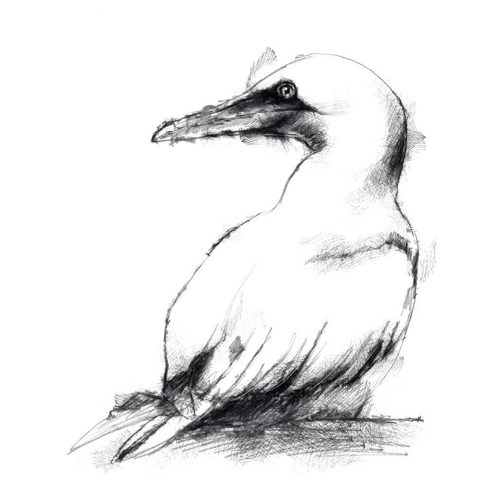 Gannet
