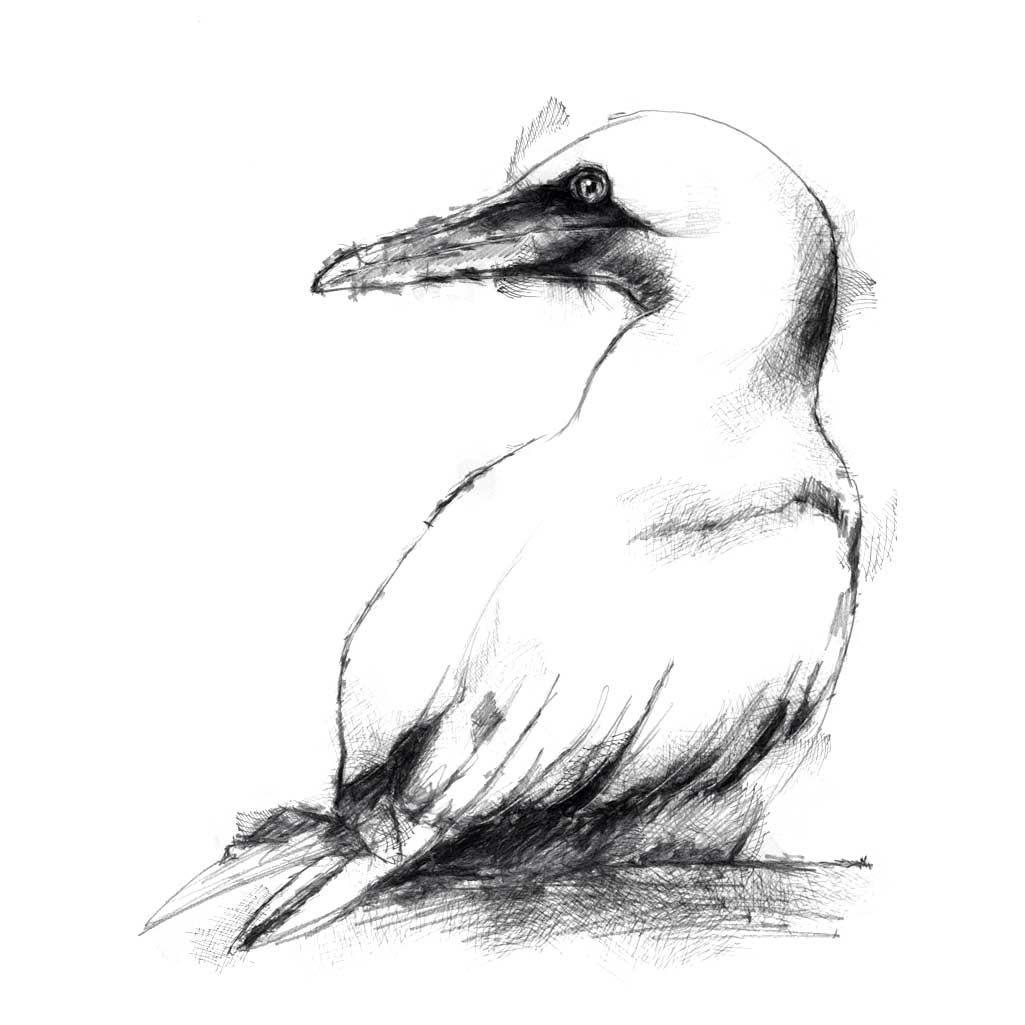 Gannet