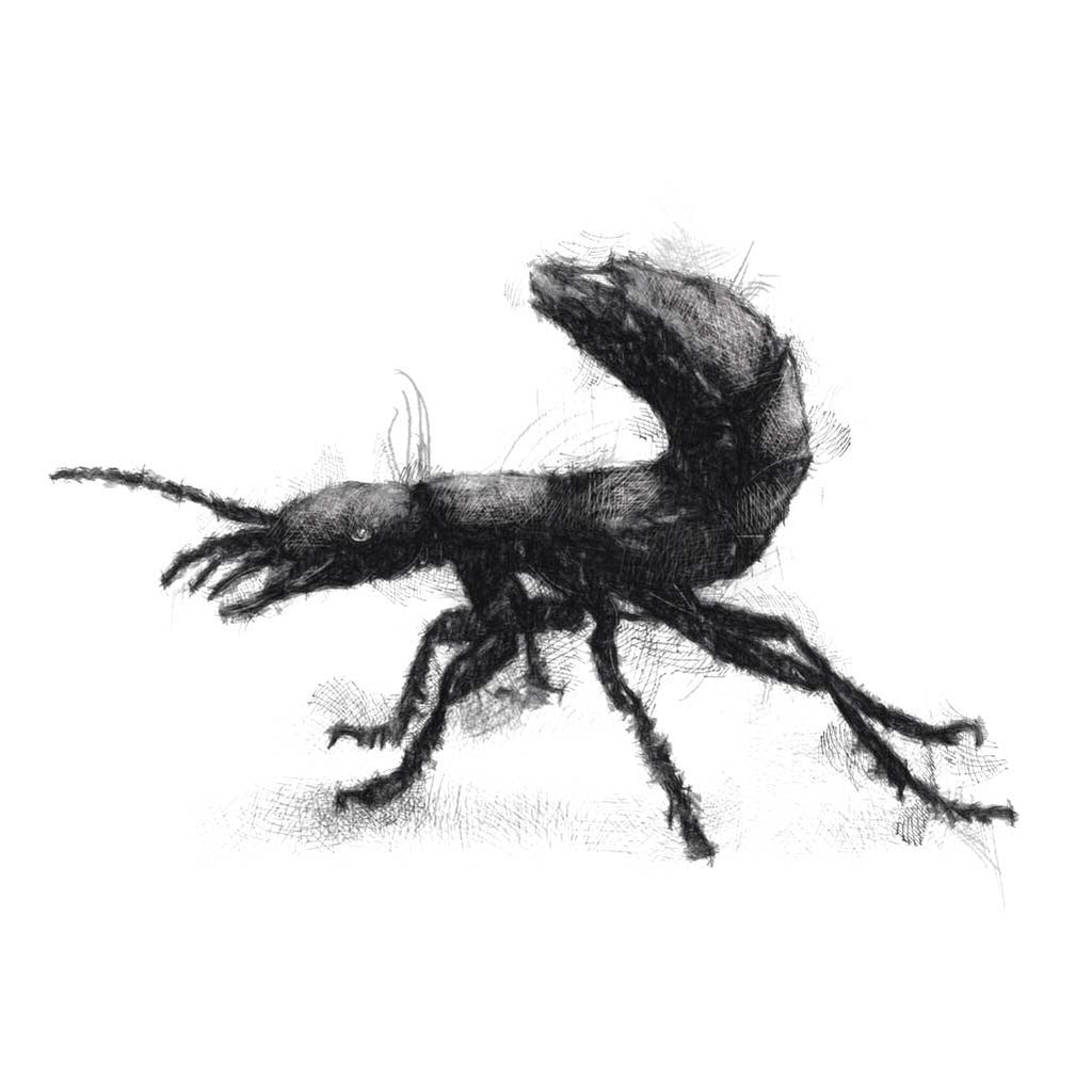 Devil's coach horse beetle
