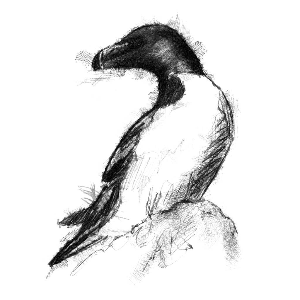 Razorbill bird