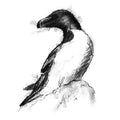 Razorbill bird