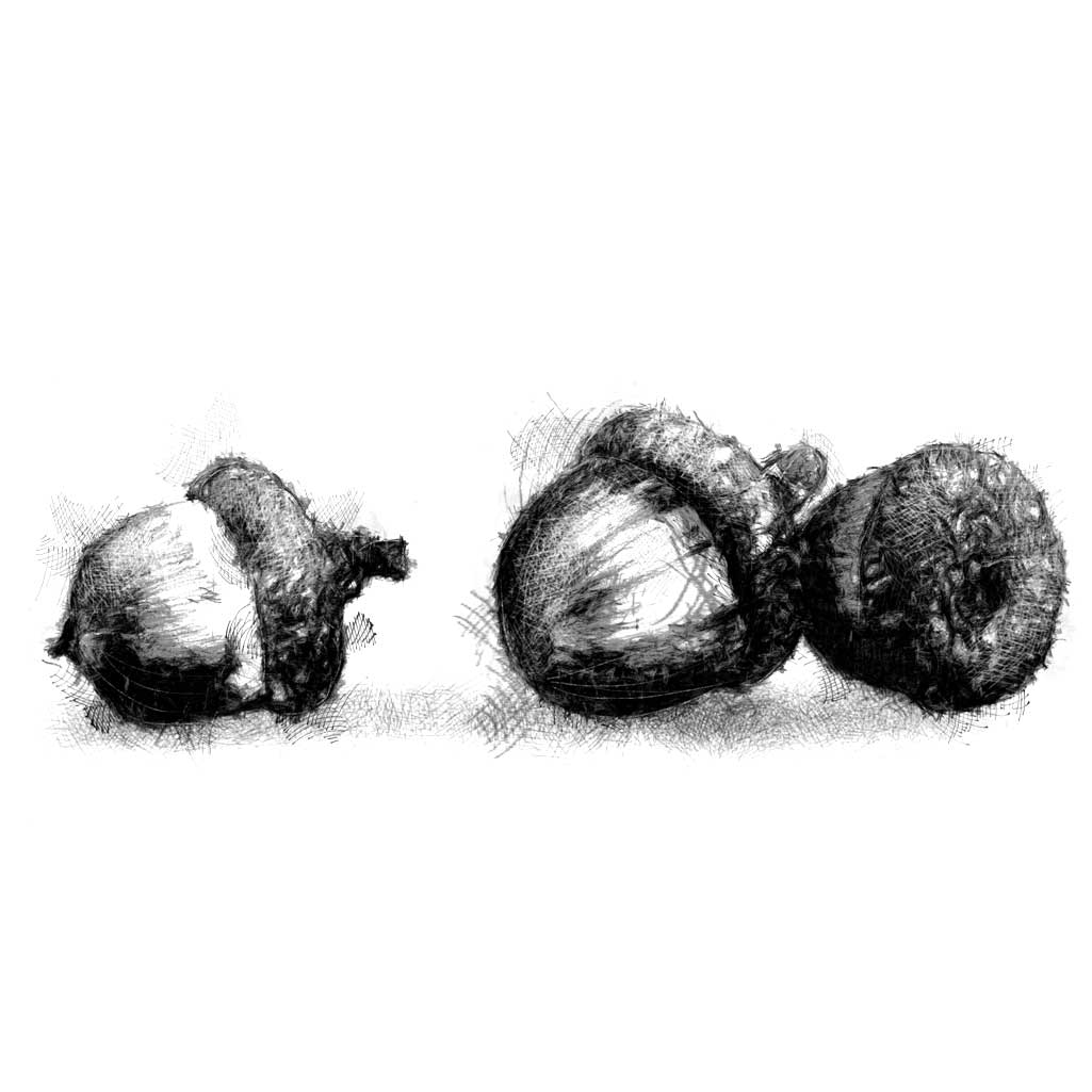 Simple acorns