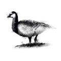 Barnacle goose