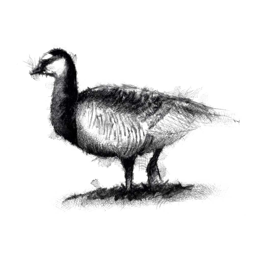 Barnacle goose