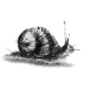 Garden snail