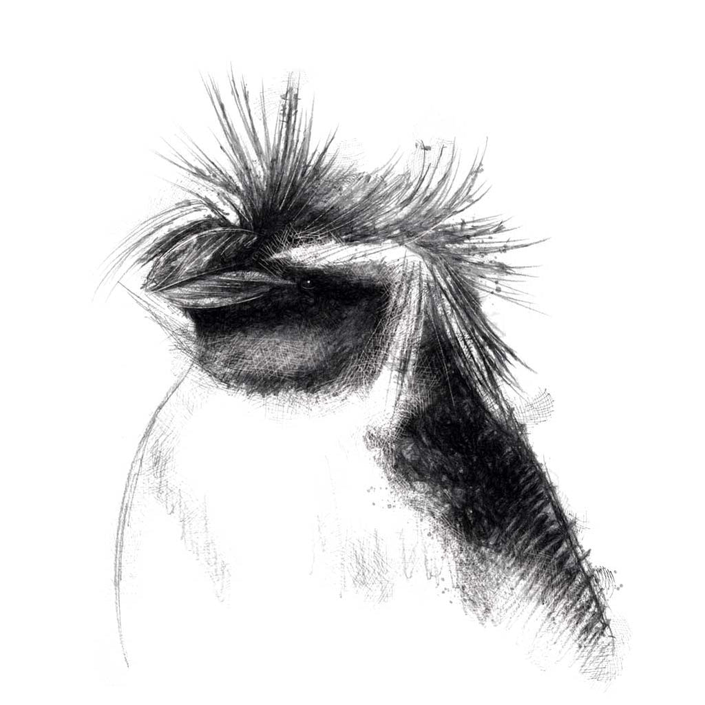 Rockhopper penguin