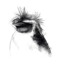 Rockhopper penguin