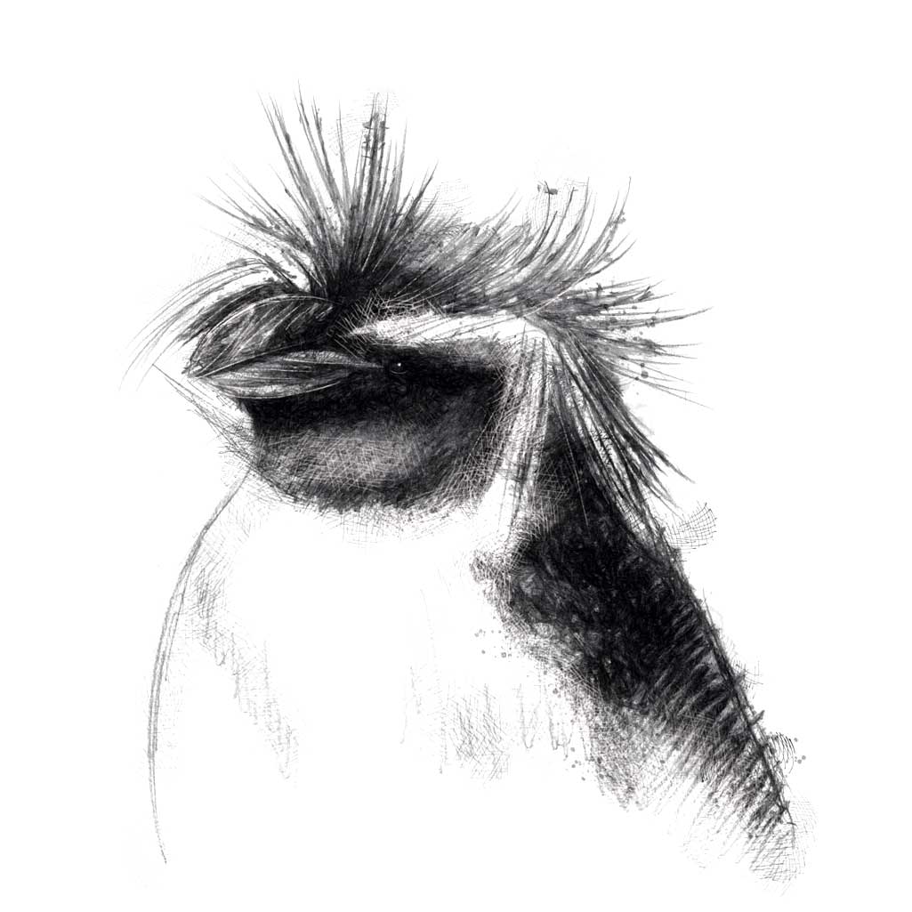 Rockhopper penguin