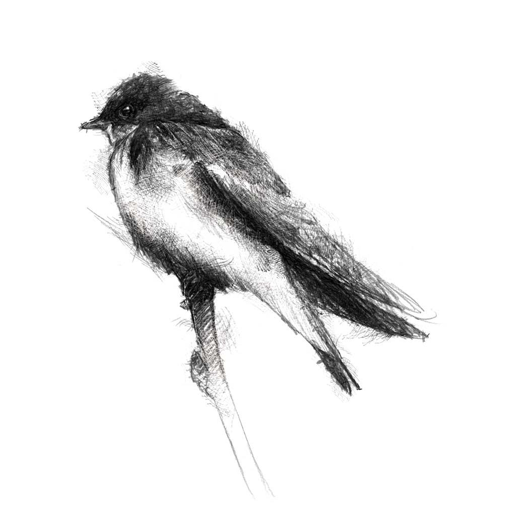 Swallow