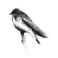 Swallow