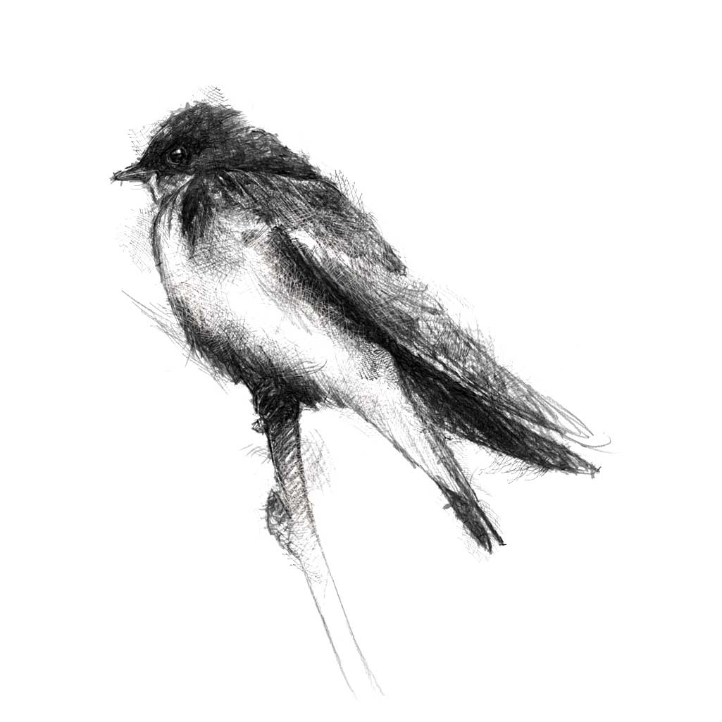 Swallow