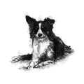 Border collie