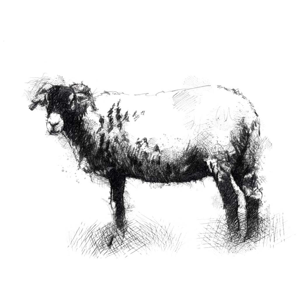 White nosed ewe