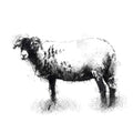 White nosed ewe