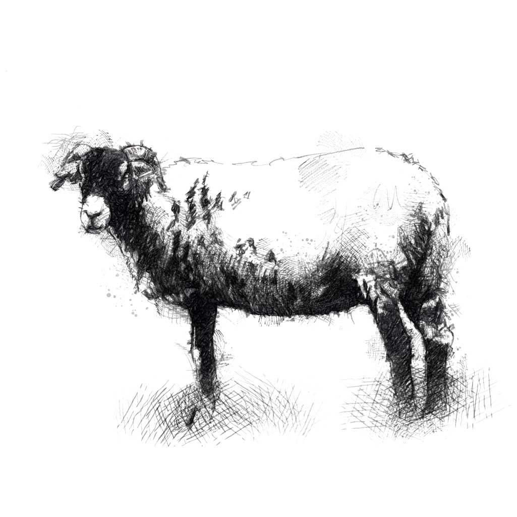 White nosed ewe