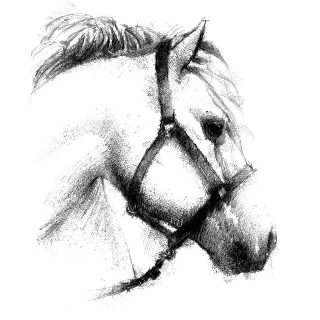 Horse and bridle