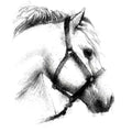 Horse and bridle