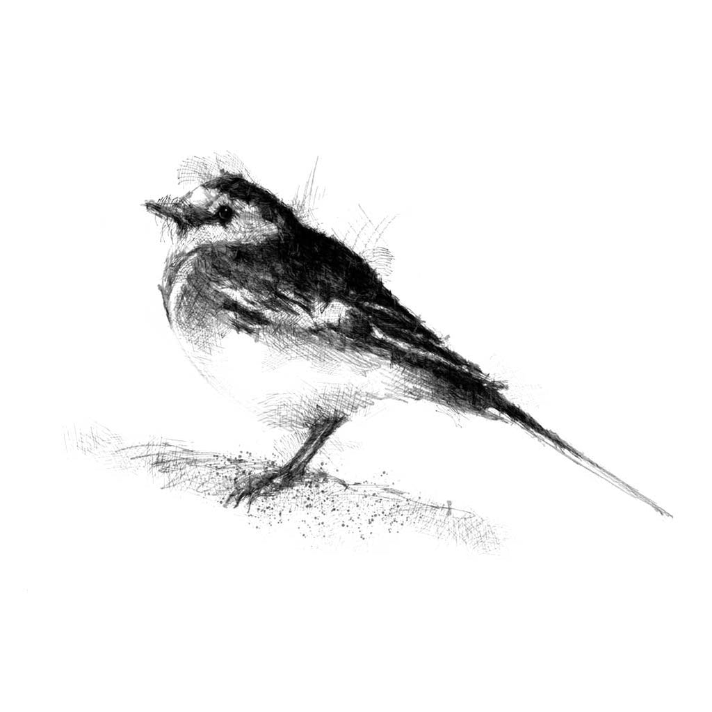 Pied wagtail